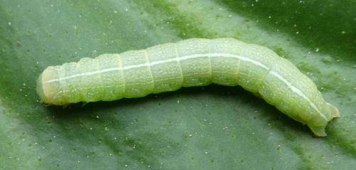 Réf. 217 407 : Orthosia incerta